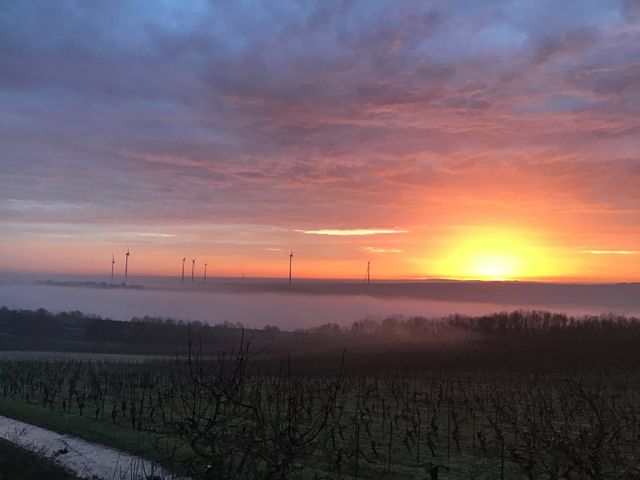 Windräder in den Weinbergen Rheinhessens im Morgennebel