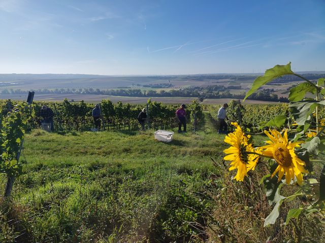Weinbau und Landwirtschaft